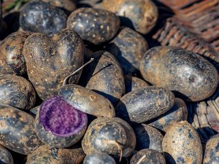 patate-rosse-cibum