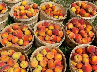 pesca-allergia-diagnosi