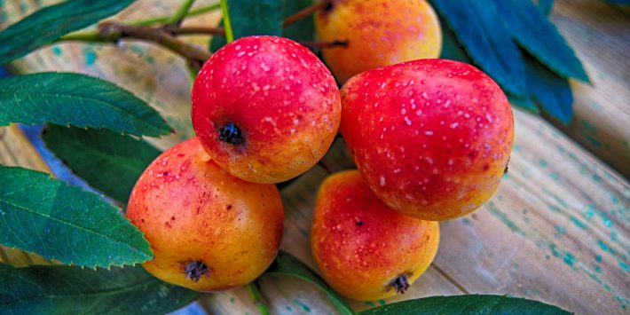 sorbe-frutta-cibum