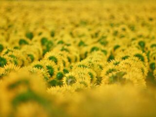 Giornata mondiale della biodiversità