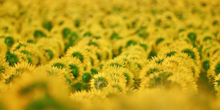 Giornata mondiale della biodiversità