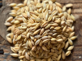 malto_orzo