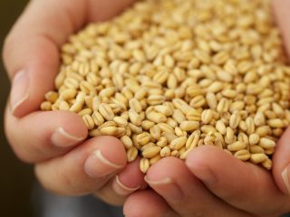 tiamina-germe-di-grano