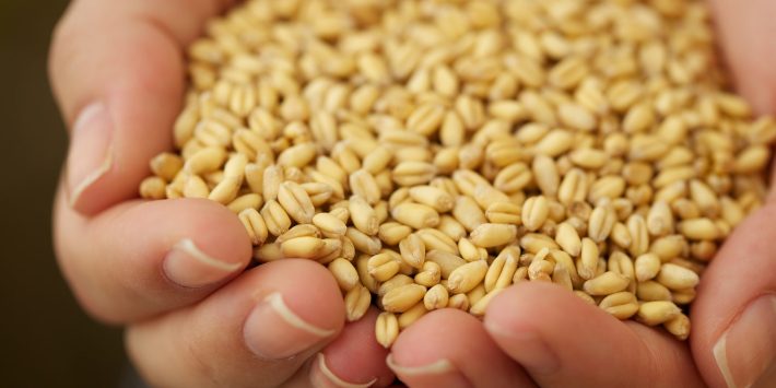 tiamina-germe-di-grano