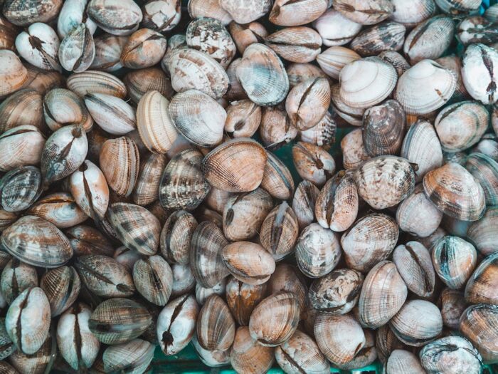 Vongole: proprietà e benefici