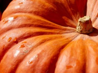 zucca_salute